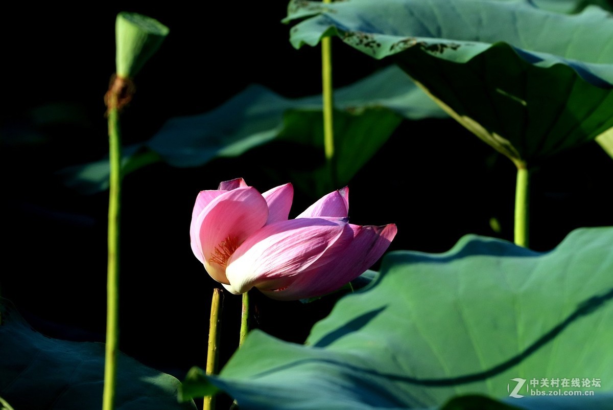 M3转接小小白【荷花】2