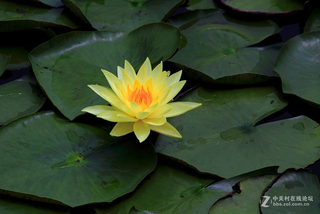 良宵恐无梦，有梦即俱游（睡莲）