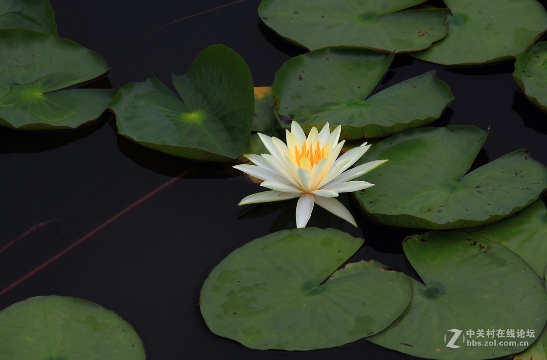 良宵恐无梦，有梦即俱游（睡莲）