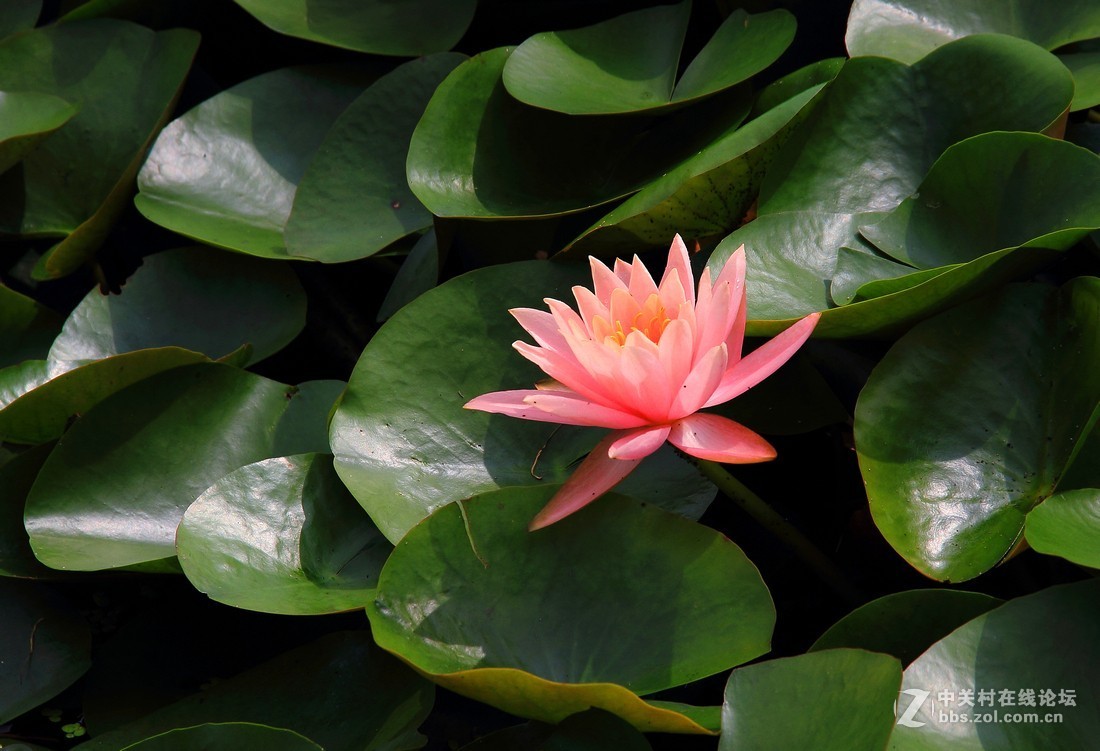 良宵恐无梦，有梦即俱游（睡莲）