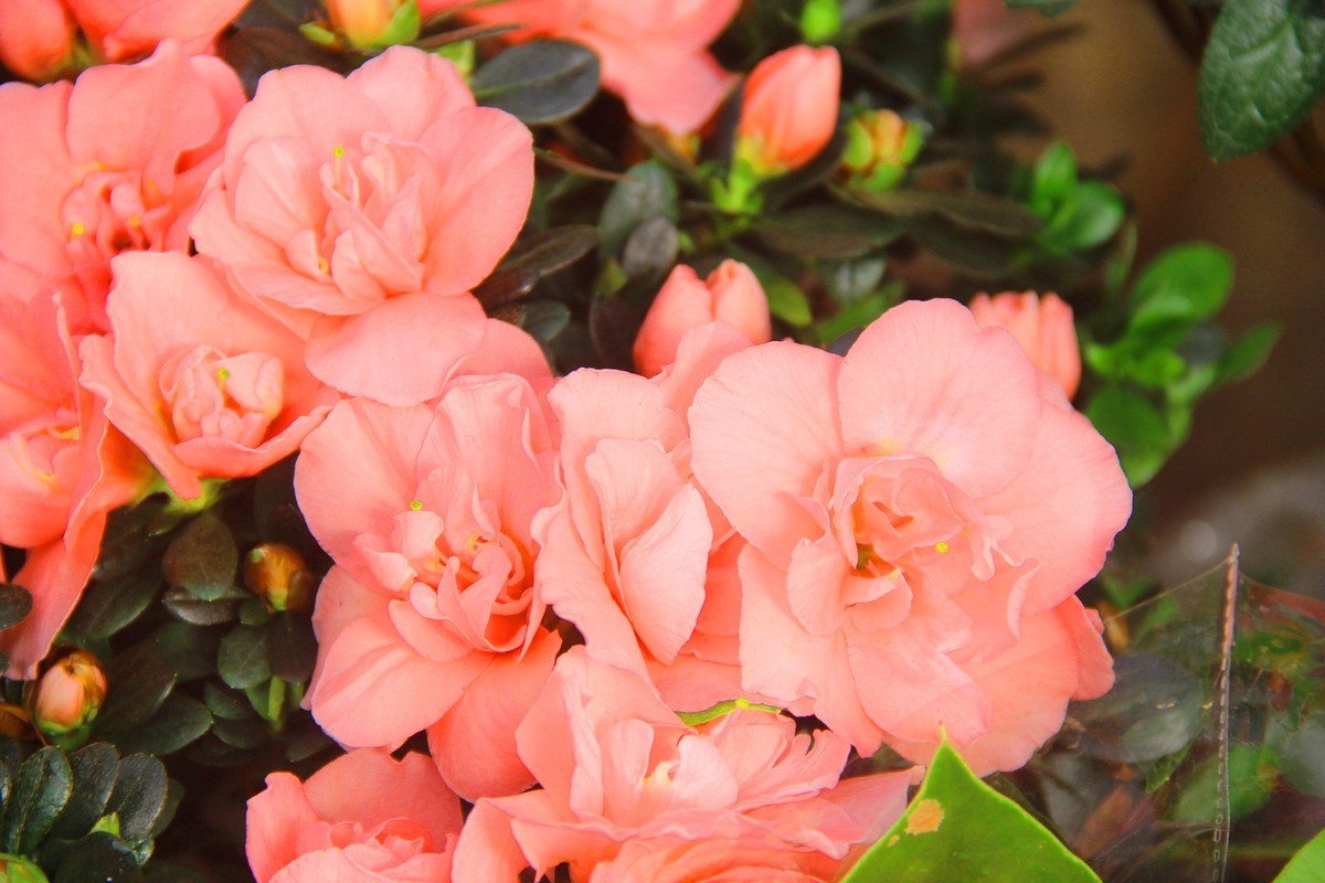 彩色杜鹃花贺新春1