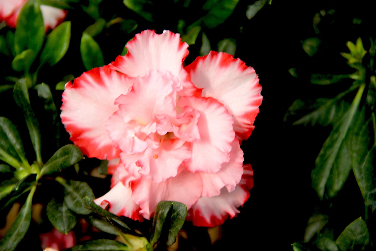 彩色杜鹃花贺新春1