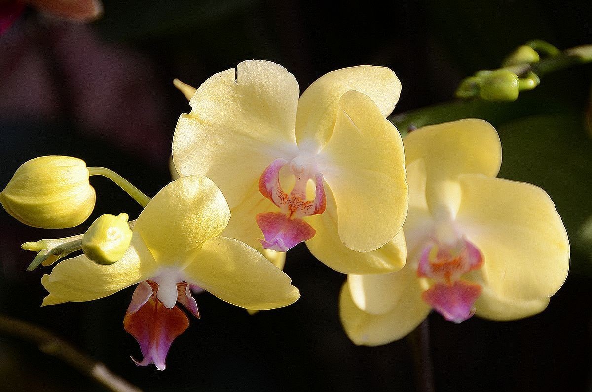 蝴 蝶 兰  --- 预祝好友与朋友们新春快乐 ！