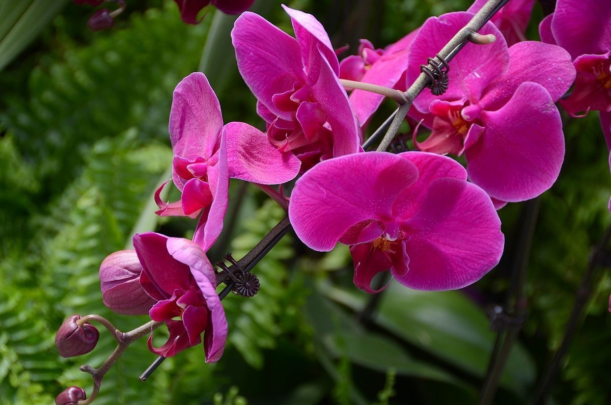 蝴 蝶 兰  --- 预祝好友与朋友们新春快乐 ！