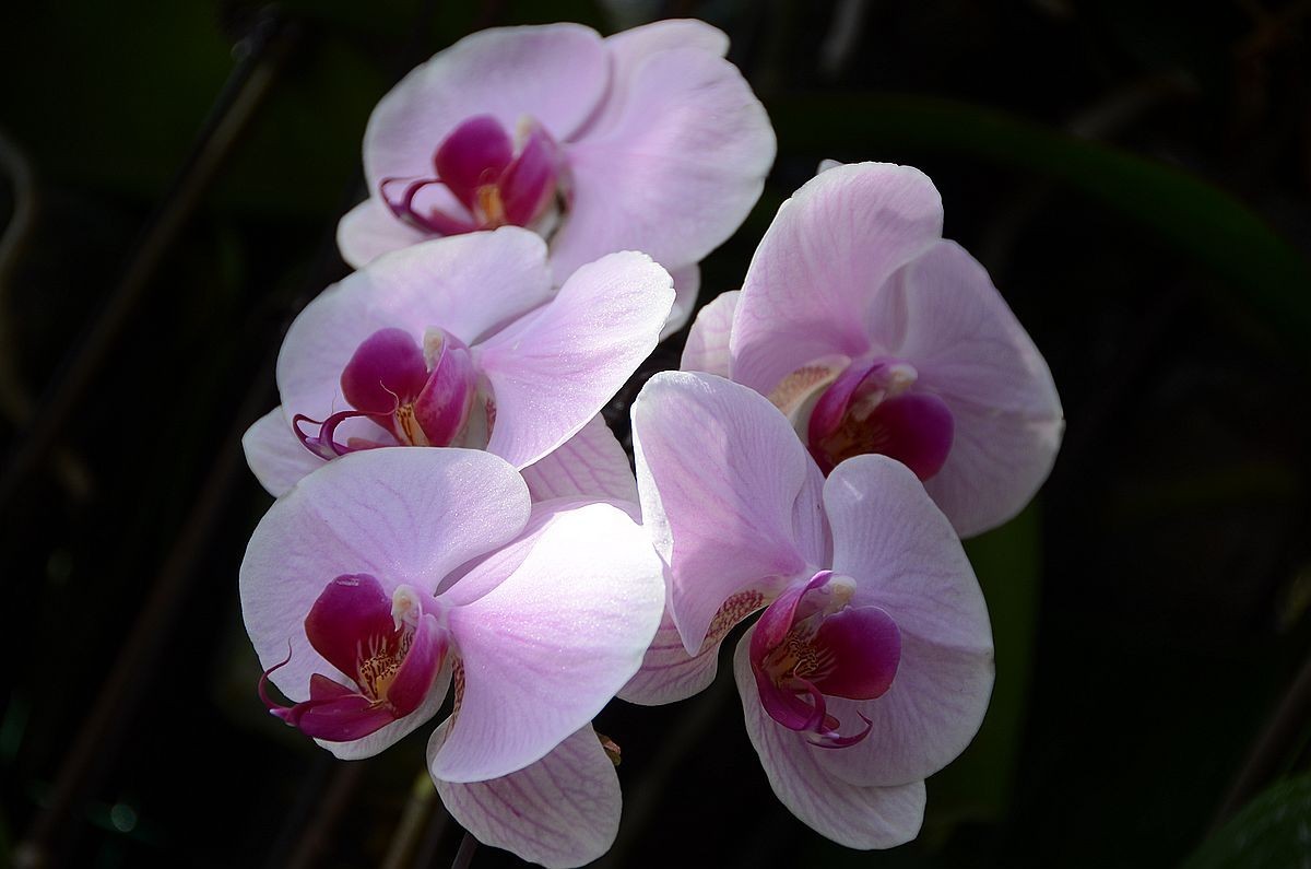 蝴 蝶 兰  --- 预祝好友与朋友们新春快乐 ！