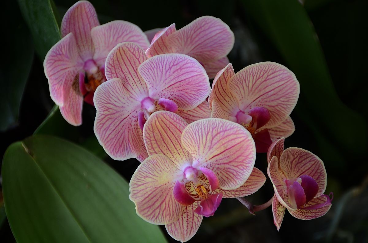 蝴 蝶 兰  --- 预祝好友与朋友们新春快乐 ！