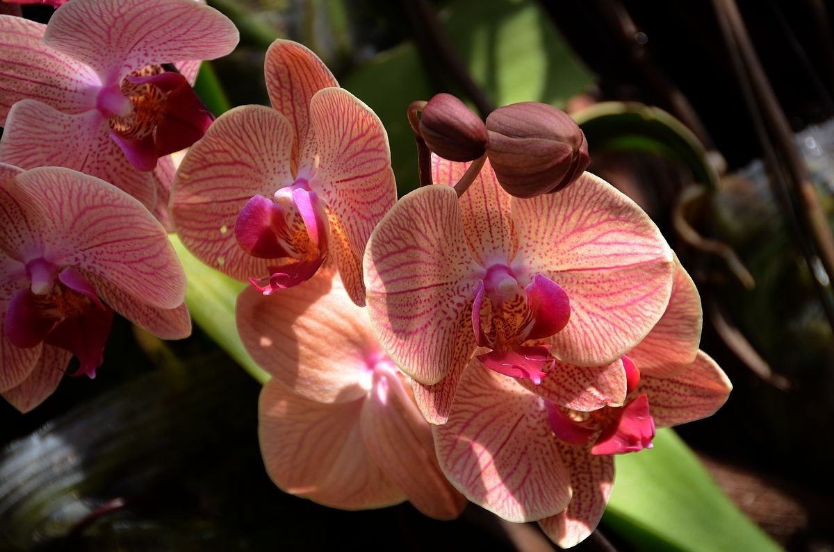 蝴 蝶 兰  --- 预祝好友与朋友们新春快乐 ！