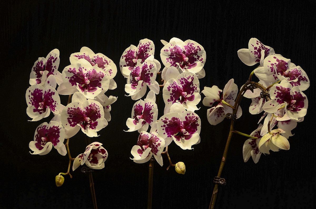 蝴 蝶 兰  --- 预祝好友与朋友们新春快乐 ！