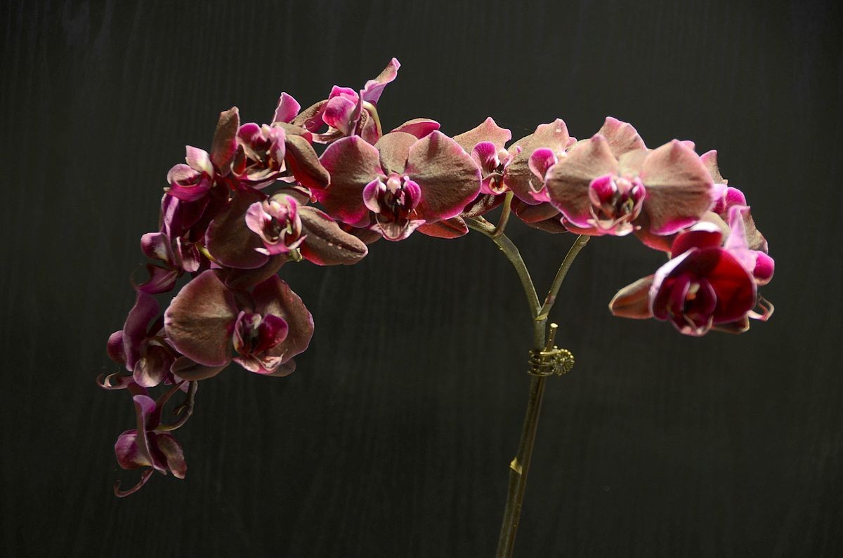 蝴 蝶 兰  --- 预祝好友与朋友们新春快乐 ！