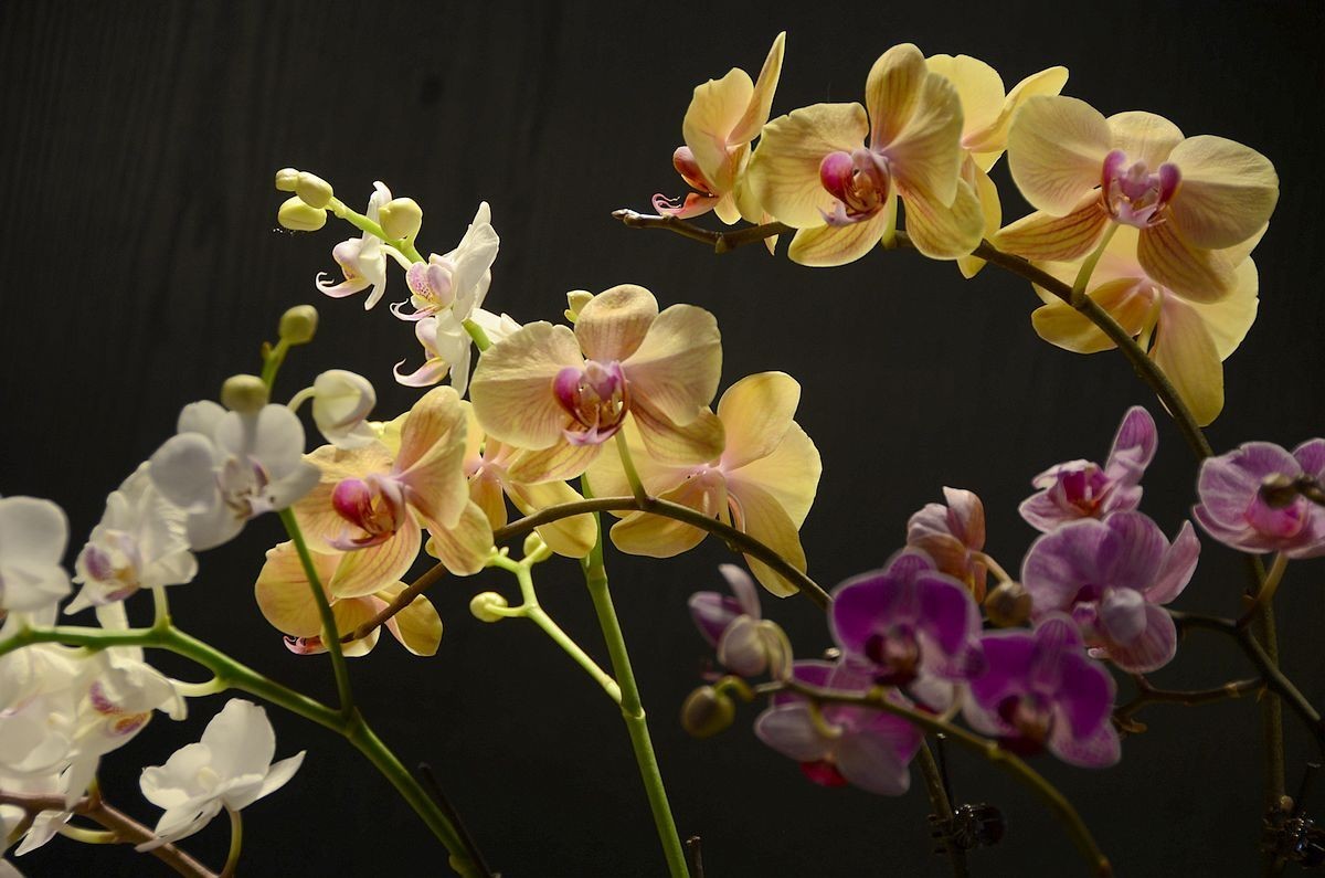 蝴 蝶 兰  --- 预祝好友与朋友们新春快乐 ！