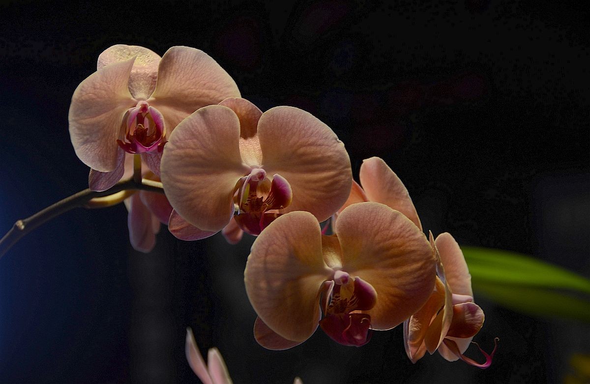 蝴 蝶 兰  --- 预祝好友与朋友们新春快乐 ！