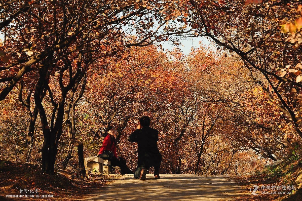 百望凤凰红叶情——请假帖