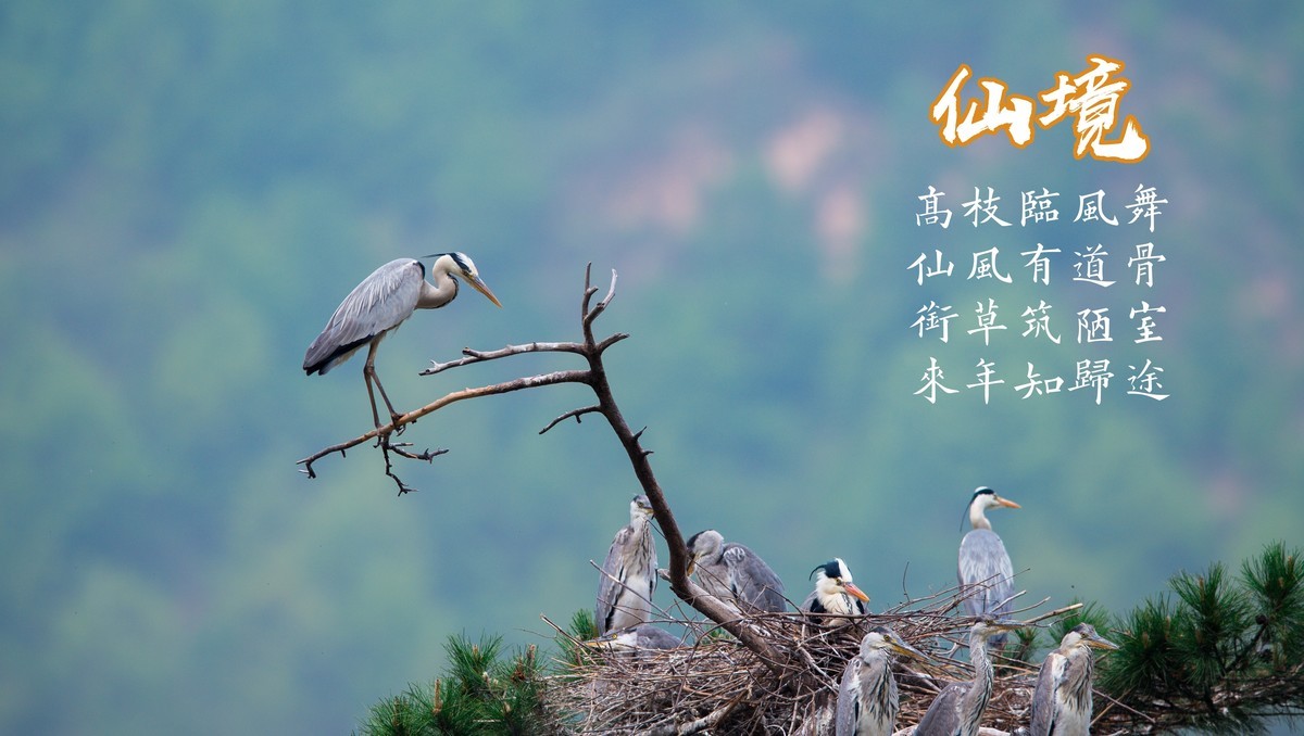 【老张光影】深谷苍松飞仙鹭