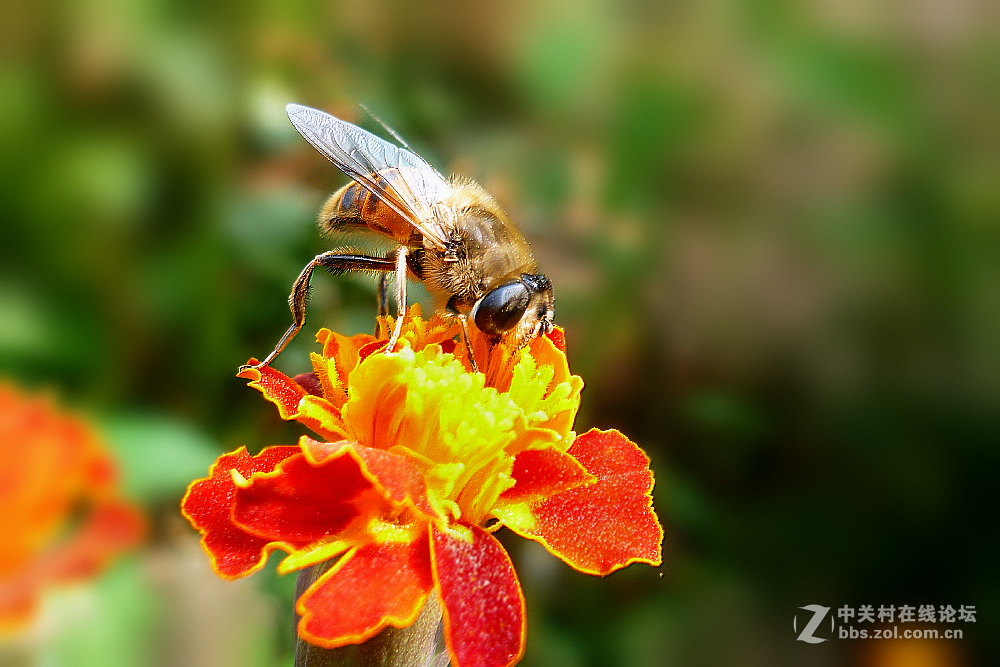 松下FX180拍蜜蜂