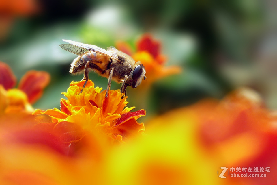 松下FX180拍蜜蜂