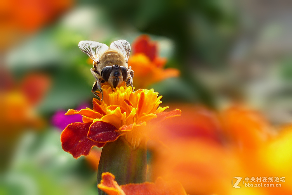 松下FX180拍蜜蜂