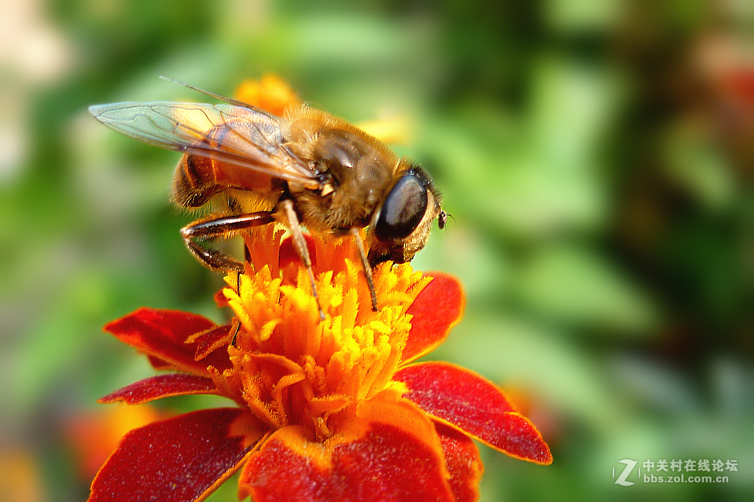 松下FX180拍蜜蜂