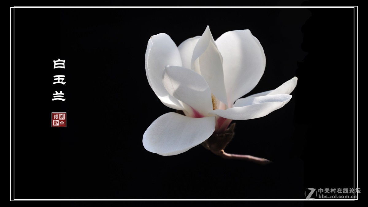 春归时节看玉兰4