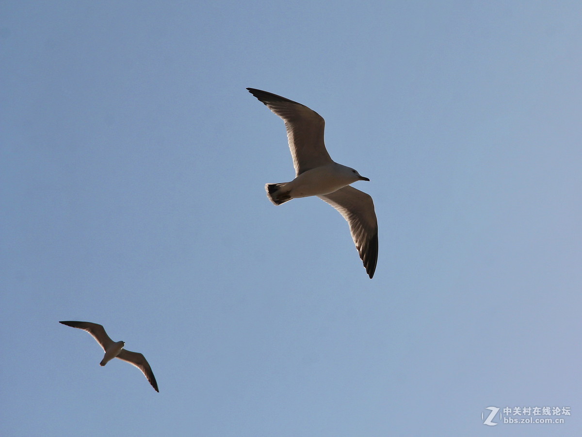 印象大连——飞翔的海鸥