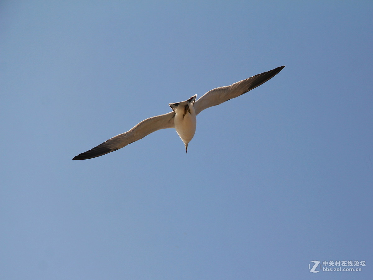 印象大连——飞翔的海鸥
