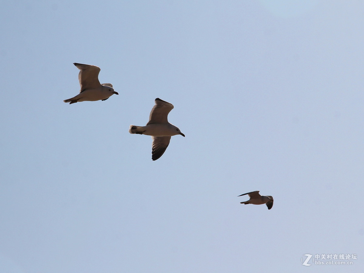 印象大连——飞翔的海鸥