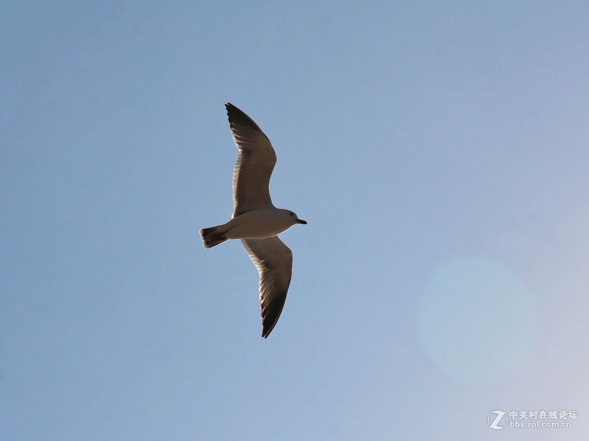 印象大连——飞翔的海鸥