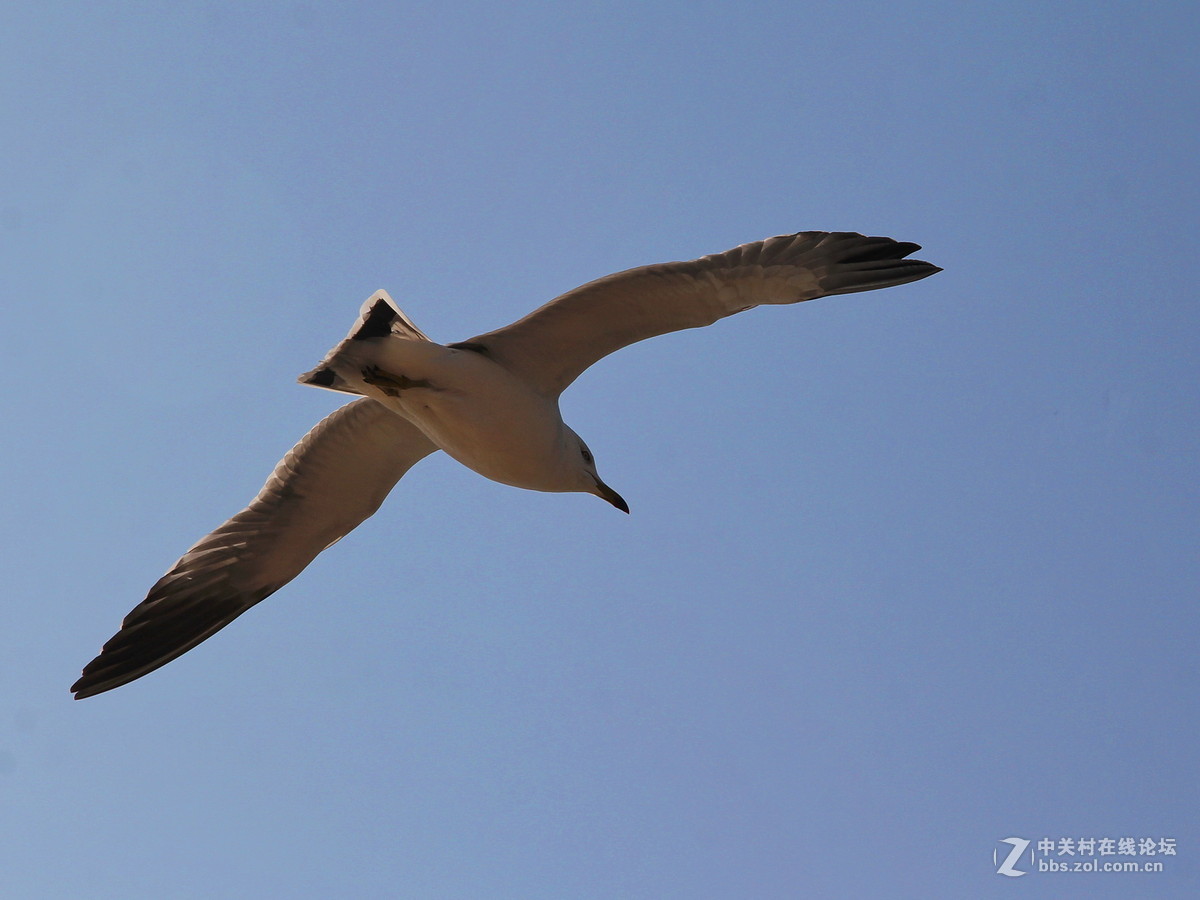 印象大连——飞翔的海鸥