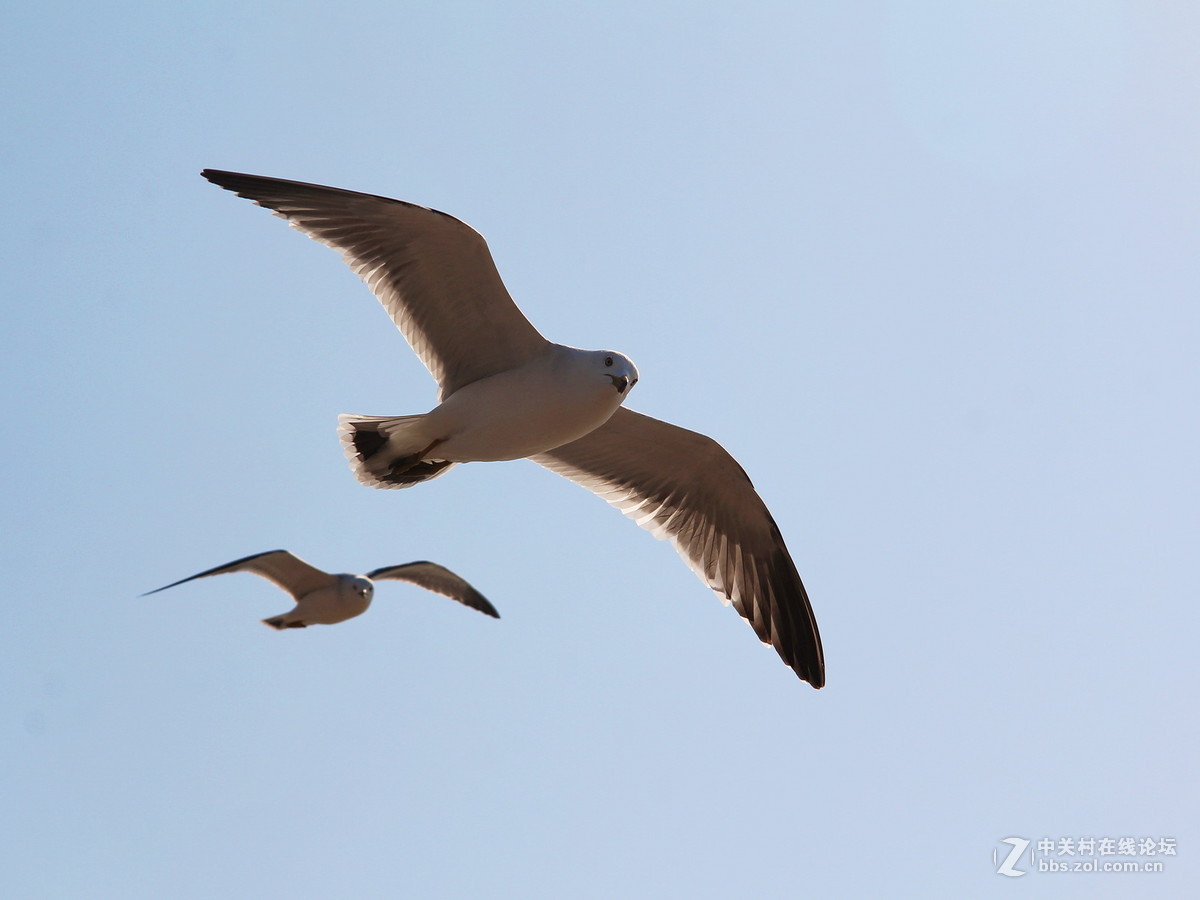 印象大连——飞翔的海鸥