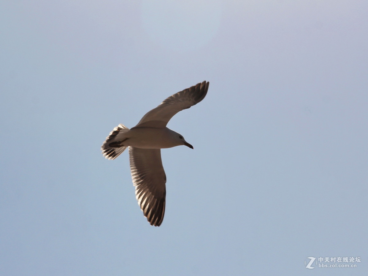 印象大连——飞翔的海鸥