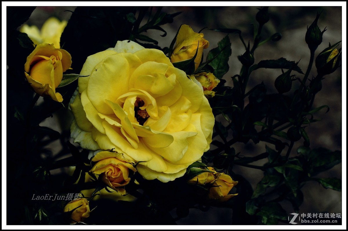 上海植物园里的－－－月季花