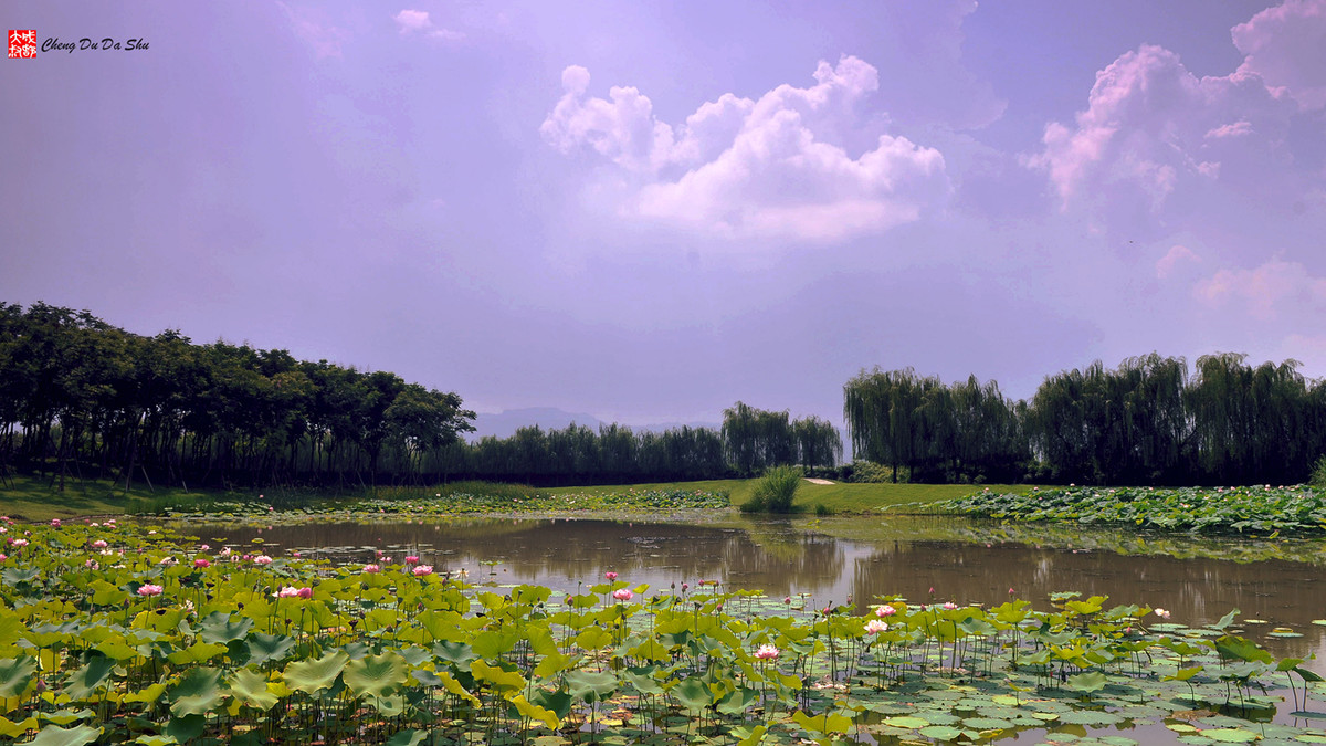 夏日湿地一瞥【3】