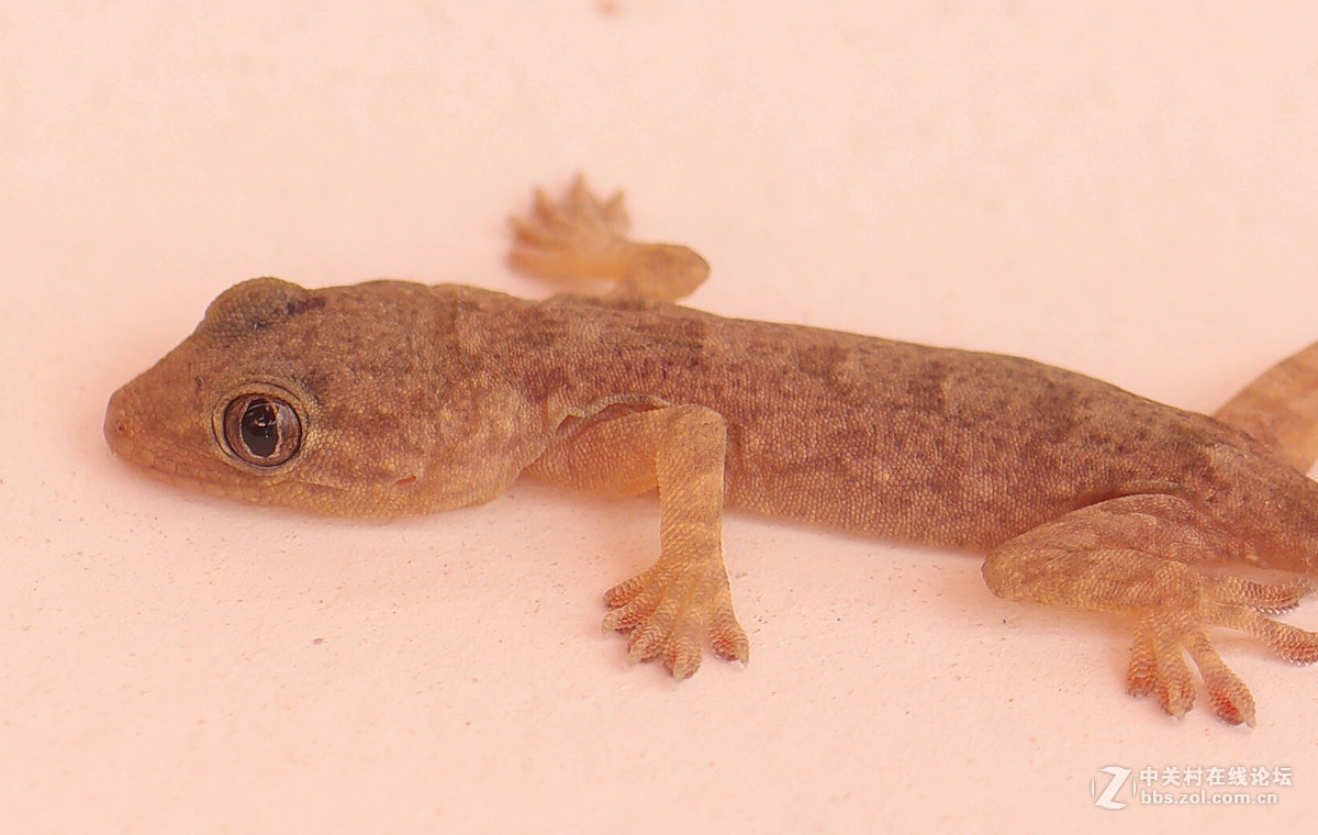 发现家里有只壁虎，拿出我珍藏多年的60mm拍拍看（含580A闪光灯）