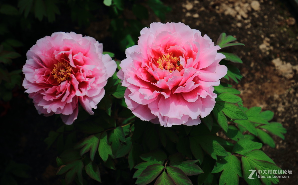 仙居大江南牡丹