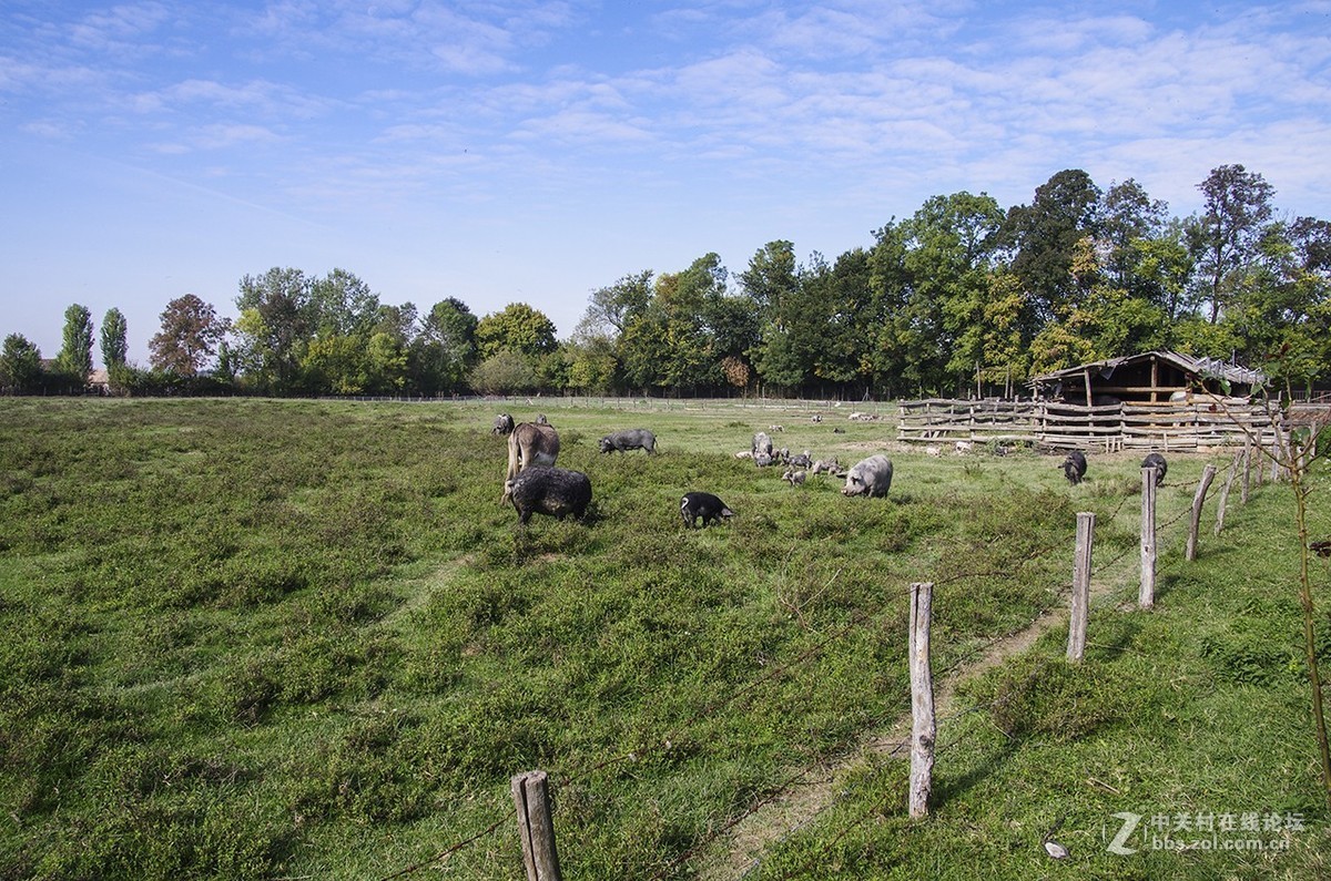 塞尔维亚随拍（4）——扎撒维卡