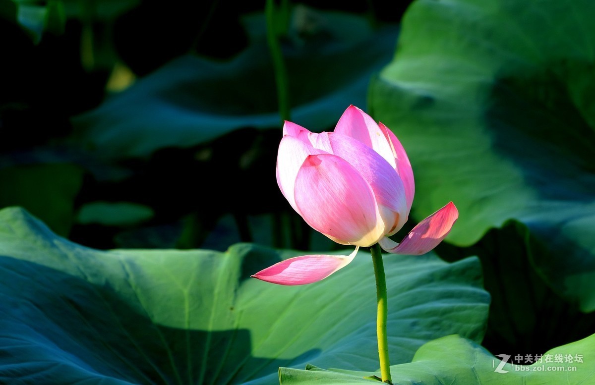 M3转接小小白【荷花】2