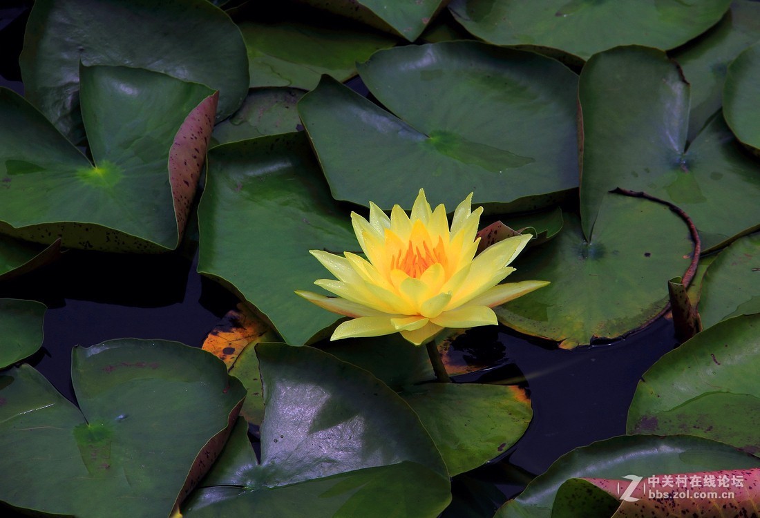 良宵恐无梦，有梦即俱游（睡莲）