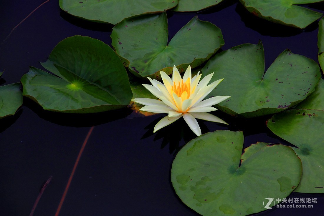 良宵恐无梦，有梦即俱游（睡莲）