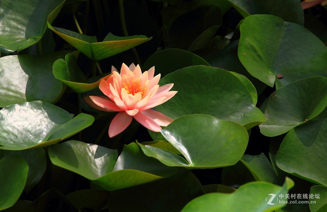 良宵恐无梦，有梦即俱游（睡莲）