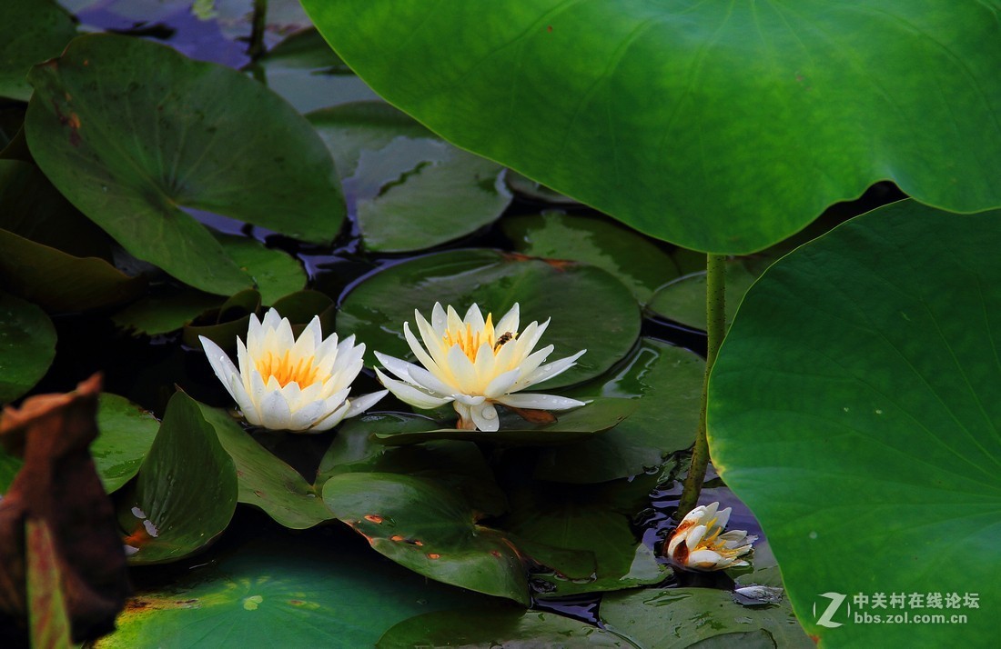 良宵恐无梦，有梦即俱游（睡莲）