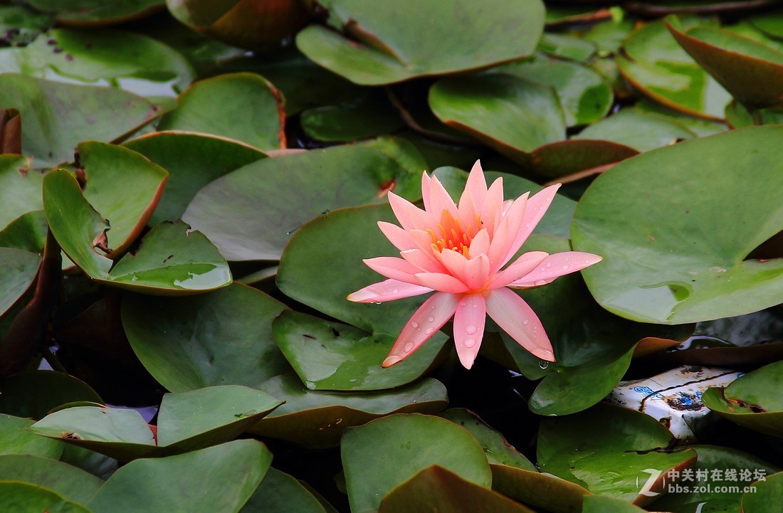 良宵恐无梦，有梦即俱游（睡莲）