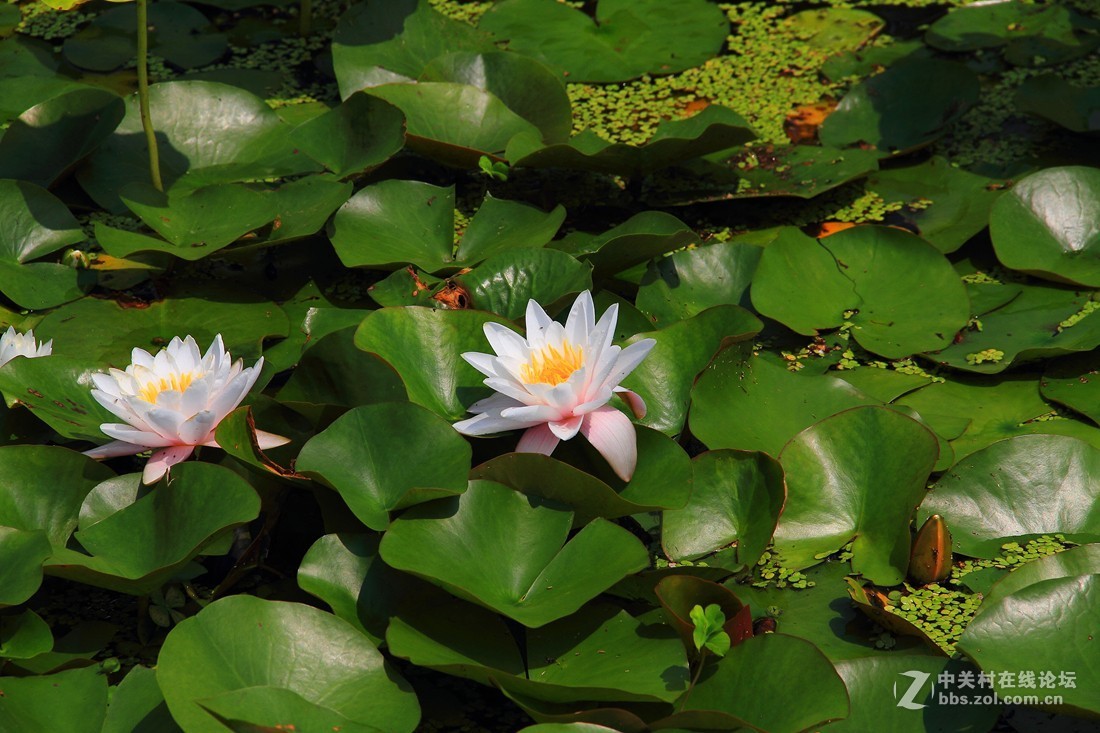 良宵恐无梦，有梦即俱游（睡莲）