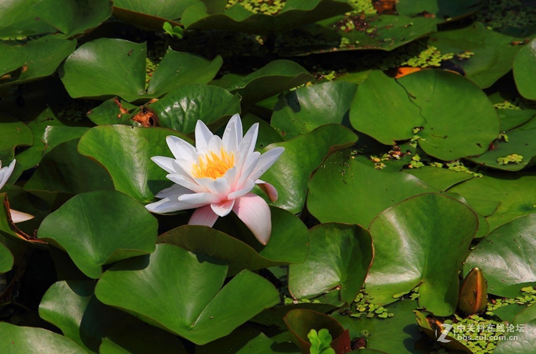 良宵恐无梦，有梦即俱游（睡莲）