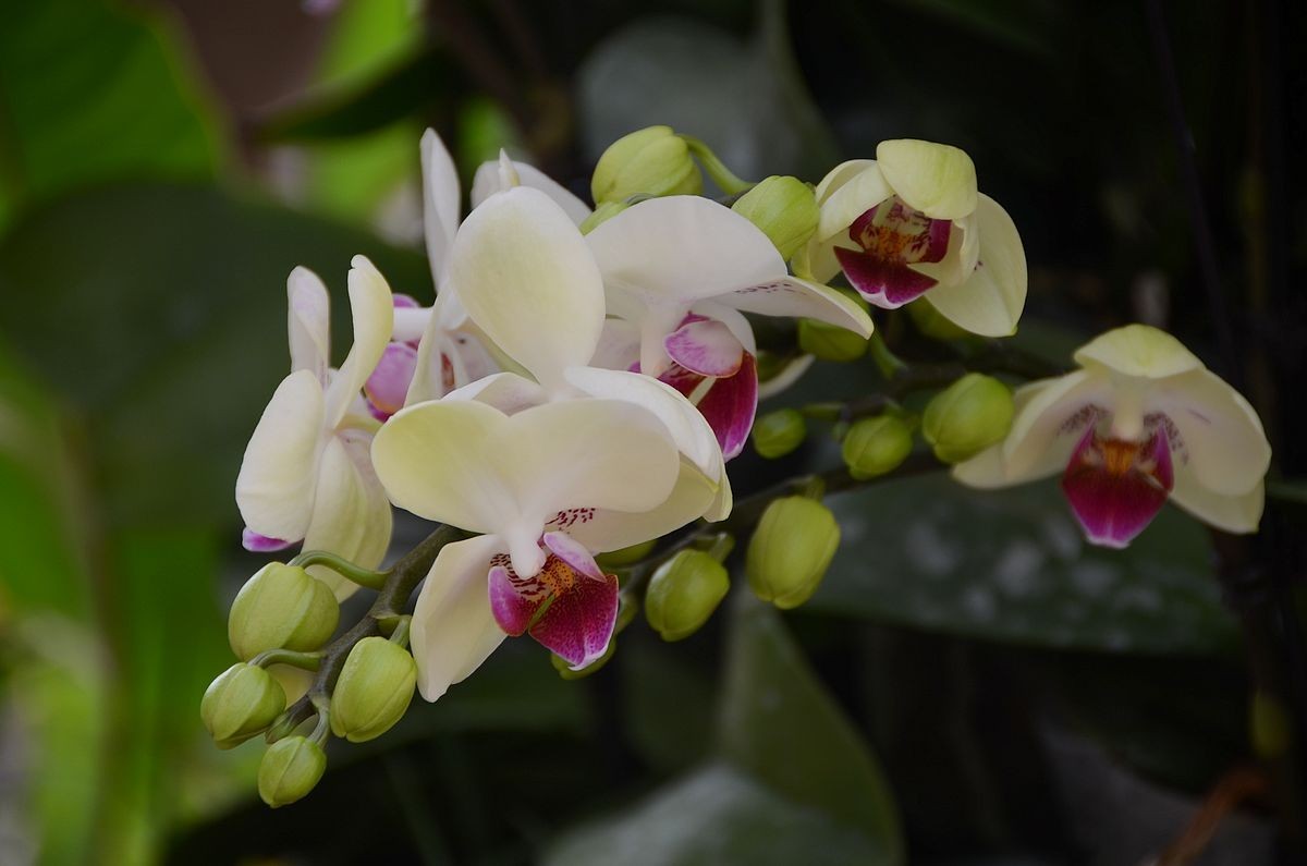 蝴 蝶 兰  --- 预祝好友与朋友们新春快乐 ！