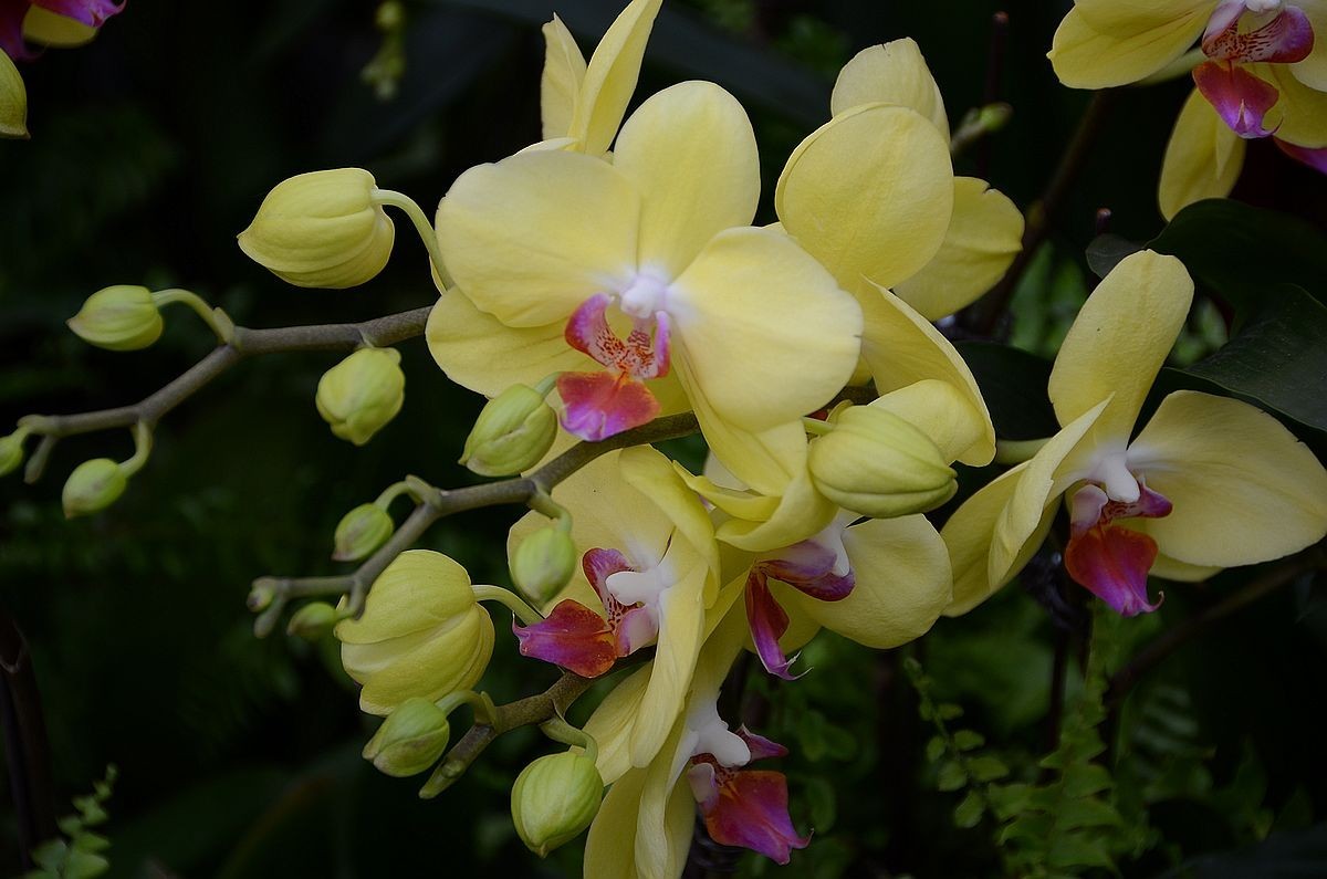 蝴 蝶 兰  --- 预祝好友与朋友们新春快乐 ！