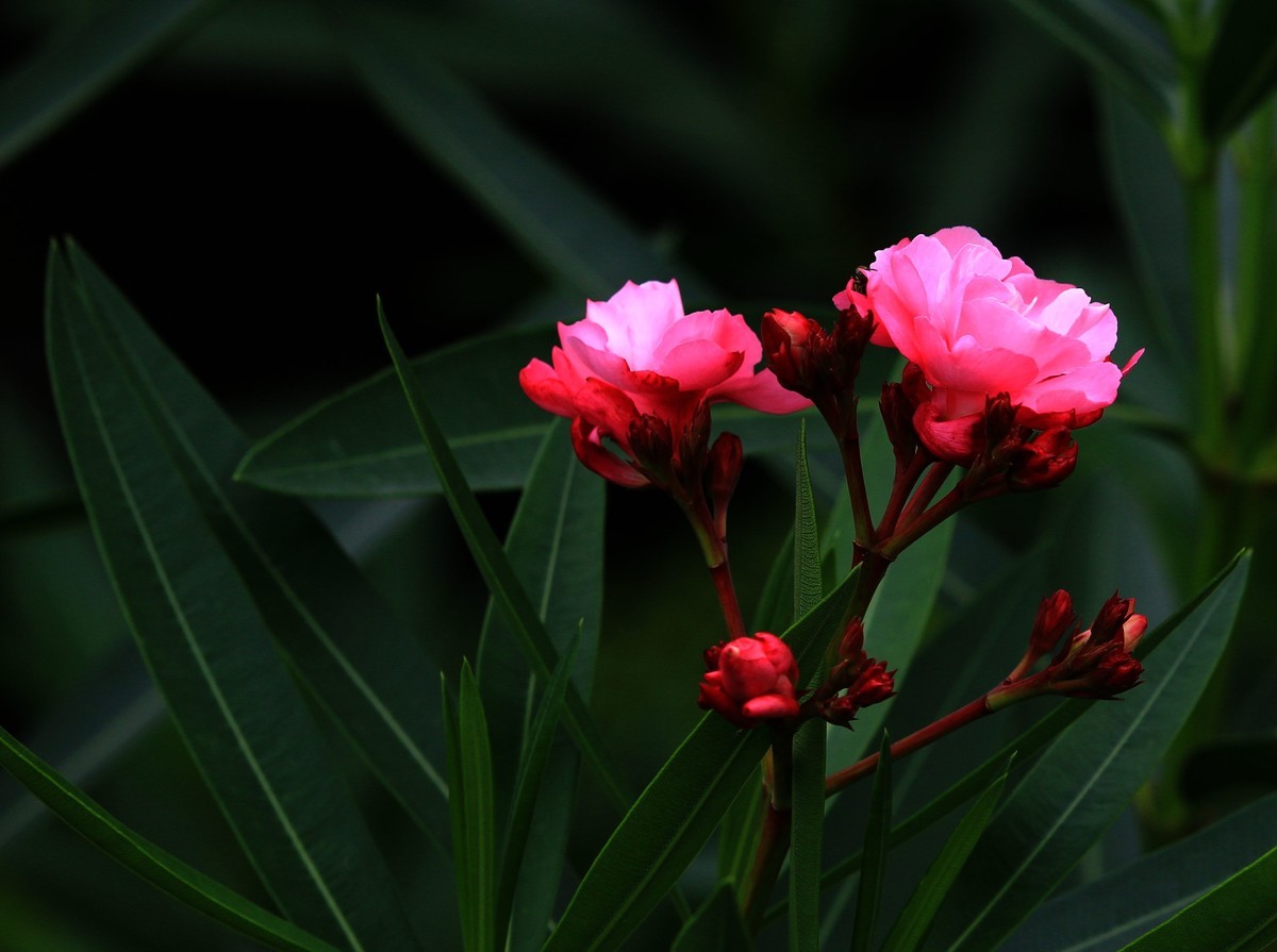 夹竹桃花一组