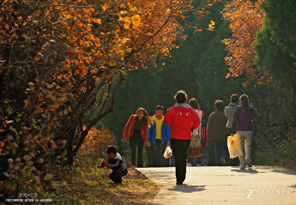 百望凤凰红叶情——请假帖