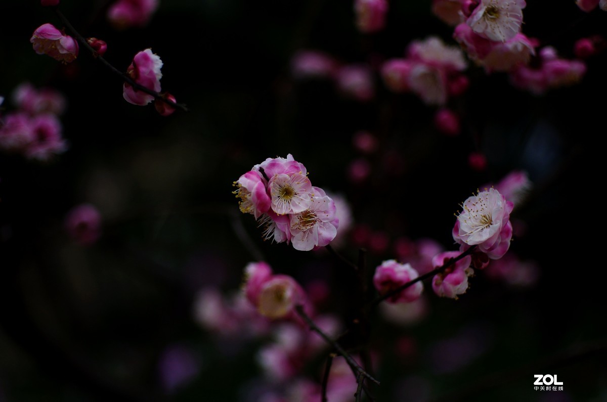 山花渐渐盛开