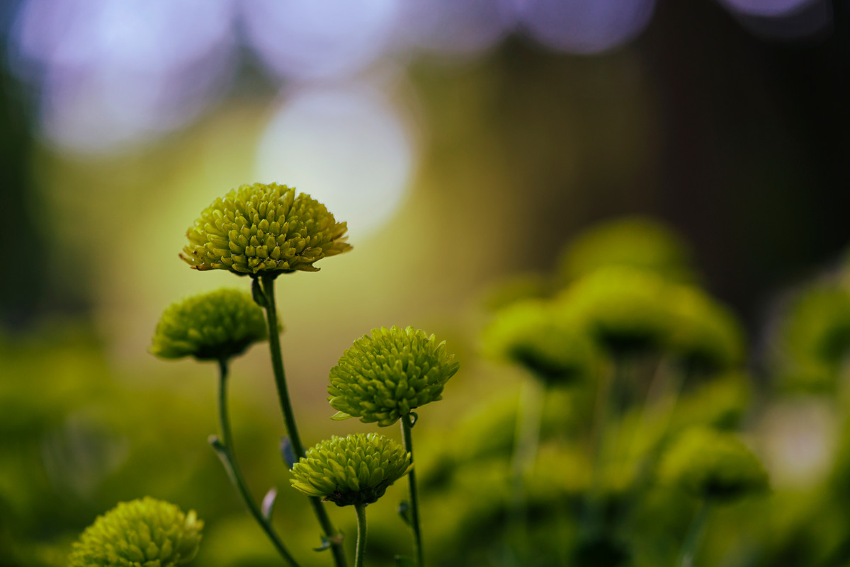 綠菊花