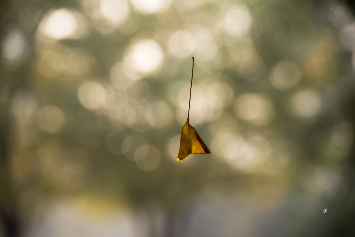 #ZOL月赛-记录最后的2015#  秋冬的北京