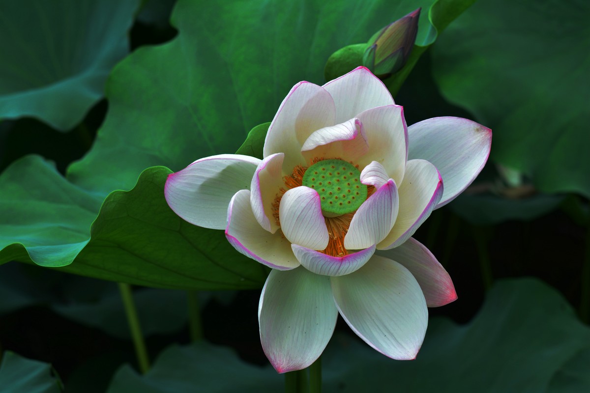 荷